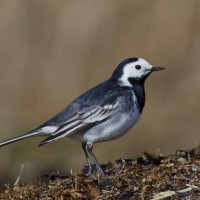 Alvéola-branca ssp yarrellii